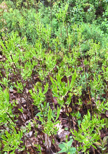 image of Rhododendron vaseyi, Pinkshell Azalea