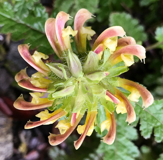 image of Pedicularis canadensis, Wood-betony, Eastern Lousewort, Fernleaf, Canadian Lousewort