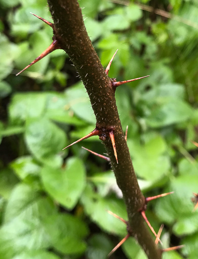 image of Robinia hispida var. kelseyi, Kelsey's Locust