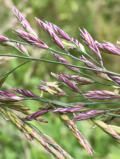 spikelet