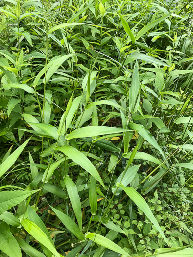 image of Dichanthelium clandestinum, Deer-tongue Witchgrass