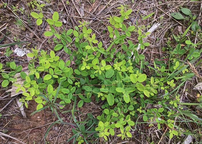 image of Lespedeza hirta +, Hairy Bush-clover, Hairy Lespedeza, Silvery Lespedeza