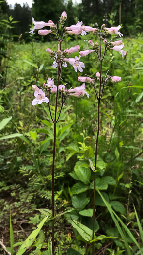 image of Penstemon australis, Downy Beardtongue, Sandhill Beardtongue, Southern Beardtongue, Southeastern Beardtongue