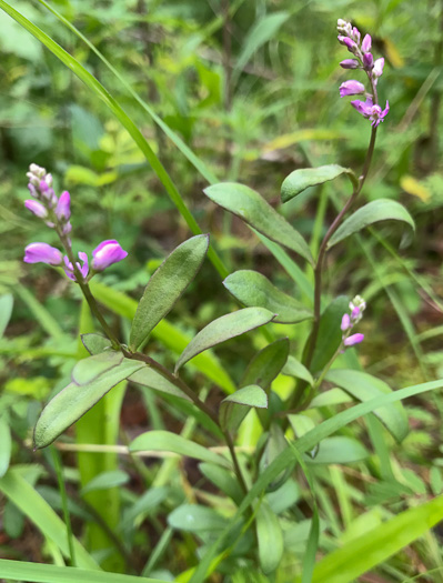 image of Polygala polygama, Racemed Milkwort, Bitter Milkwort