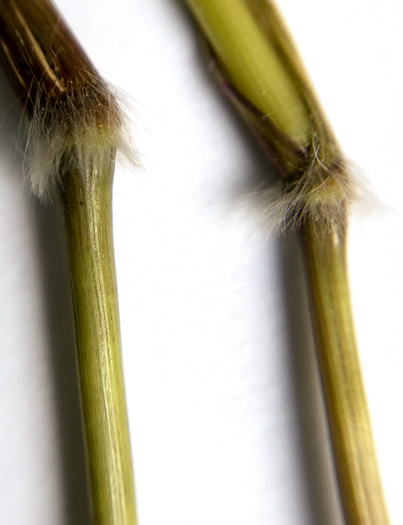 image of Dichanthelium microcarpon, Small-fruited Witchgrass