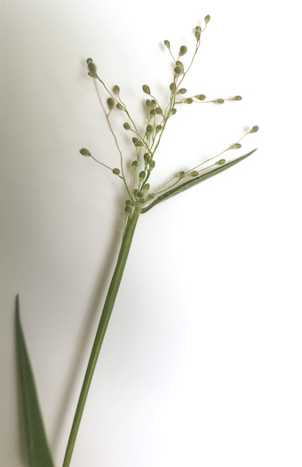 image of Dichanthelium villosissimum var. villosissimum, White-haired Witchgrass