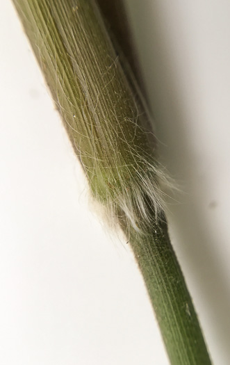 image of Dichanthelium boscii, Bosc's Witchgrass