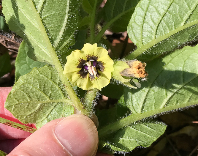 image of Physalis heterophylla, Clammy Ground-cherry