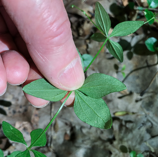 image of Galium circaezans, Forest Bedstraw, Licorice Bedstraw