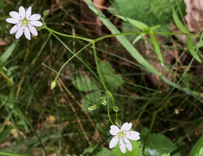 image of Stellaria graminea, Lesser Stitchwort, Grassleaf Starwort, Common Stitchwort