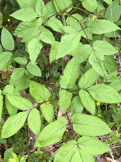 Ligusticum canadense, American Lovage