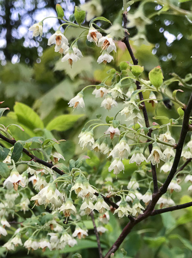 image of Vaccinium stamineum var. 2, Appalachian Deerberry