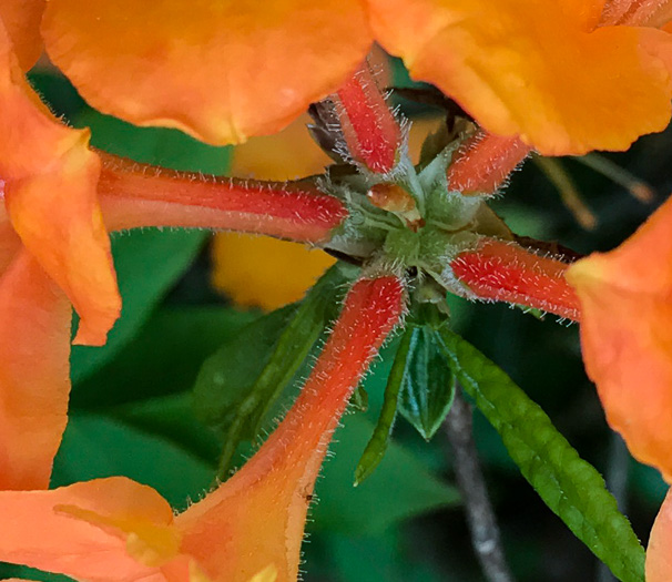 image of Rhododendron calendulaceum, Flame Azalea