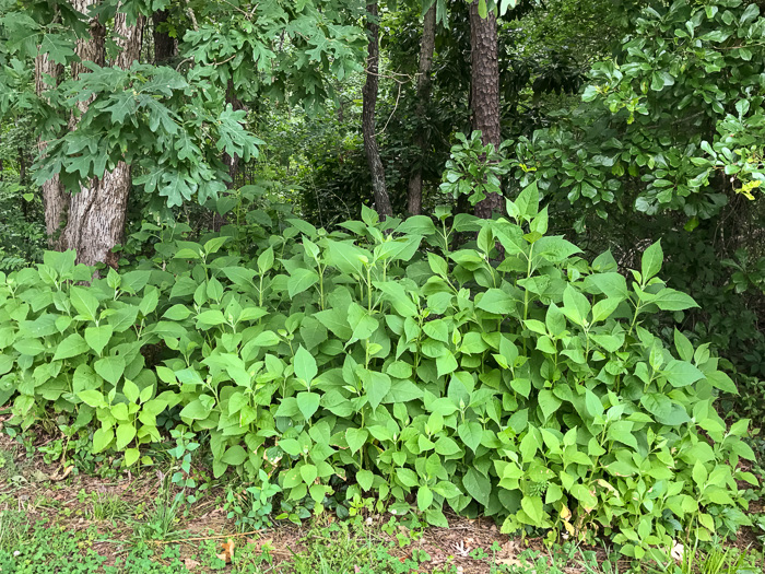 image of Verbesina occidentalis, Southern Crownbeard, Yellow Crownbeard