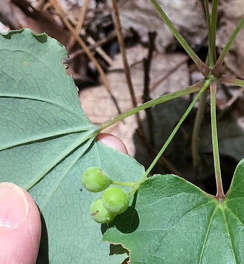 image of Smilax biltmoreana, Biltmore Carrionflower