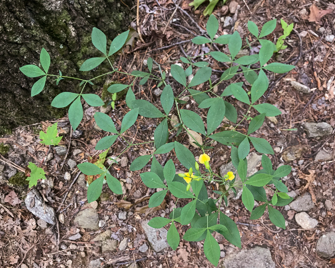 image of Thermopsis fraxinifolia, Ashleaf Golden-banner