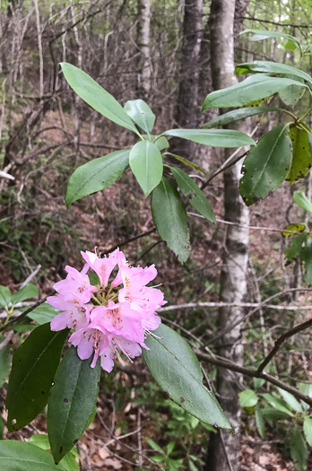 image of Rhododendron minus, Gorge Rhododendron, Punctatum, Piedmont Rhododendron