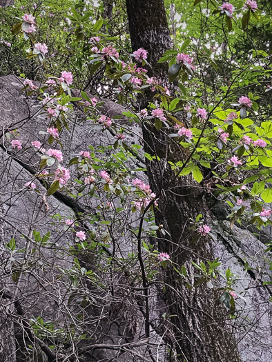 image of Rhododendron minus, Gorge Rhododendron, Punctatum, Piedmont Rhododendron