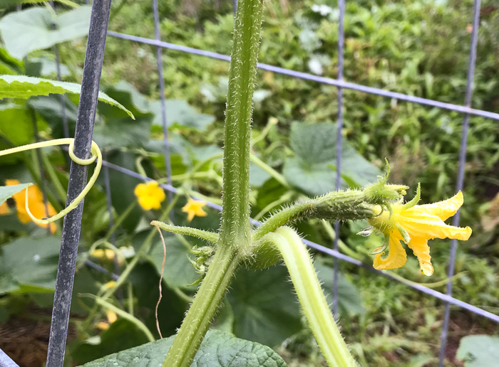 image of Cucumis sativus, Cucumber