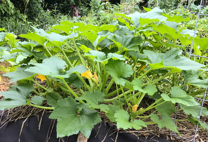 image of Cucurbita melopepo var. melopepo, Crookneck Squash, Straightneck Squash, Acorn Squash, Spaghetti Squash