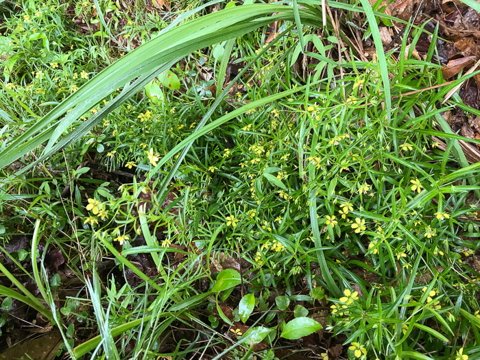 image of Steironema lanceolatum, Lanceleaf Loosestrife