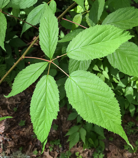 image of Rubus canadensis, Smooth Blackberry, Thornless Blackberry