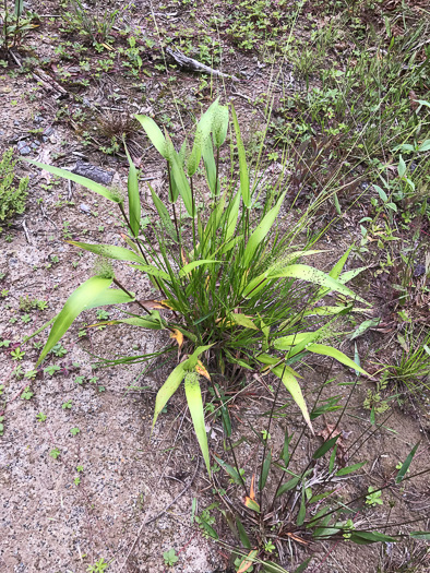 image of Dichanthelium polyanthes, Many-flowered Witchgrass, Small-fruited Witchgrass, Roundseed Witchgrass