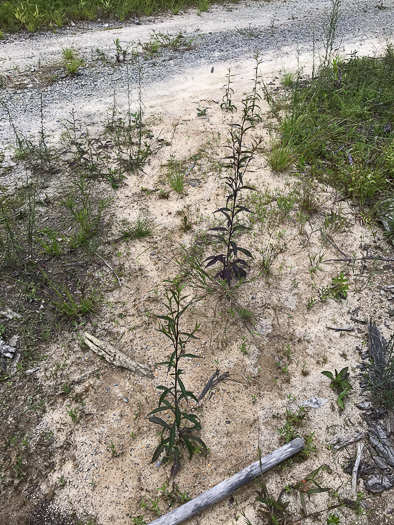 image of Solidago juncea, Early Goldenrod