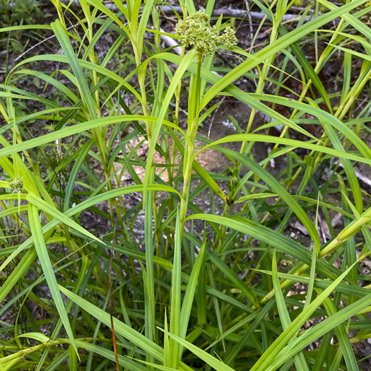 image of Scirpus polyphyllus, Leafy Bulrush