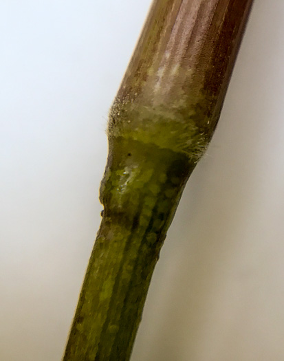 image of Dichanthelium sphaerocarpon, Round-fruited Witchgrass, Roundseed Witchgrass