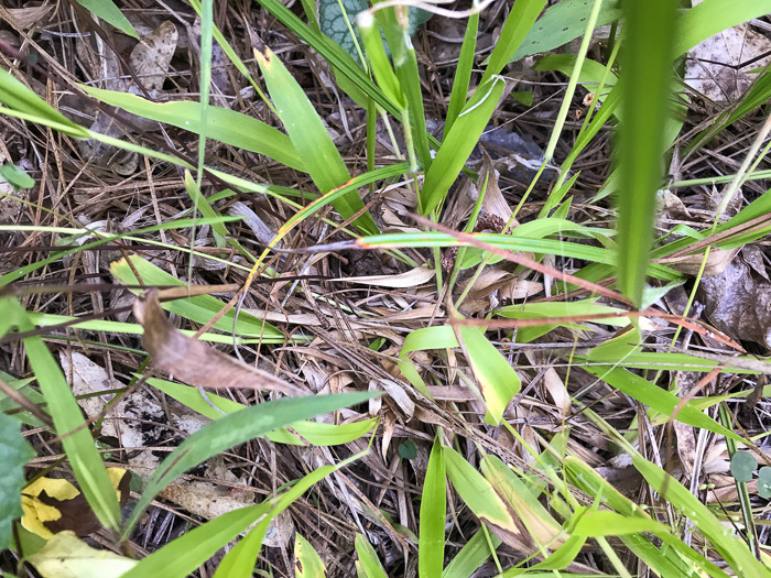 image of Dichanthelium acuminatum complex?, a Witchgrass