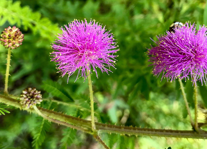 image of Mimosa microphylla, Littleleaf Sensitive-briar, Eastern Sensitive-briar