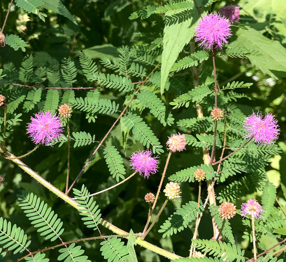 image of Mimosa microphylla, Littleleaf Sensitive-briar, Eastern Sensitive-briar