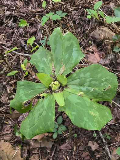 image of Trillium cuneatum, Little Sweet Betsy, Purple Toadshade