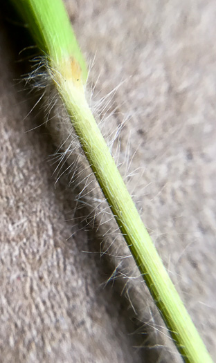 image of Dichanthelium acuminatum complex?, a Witchgrass