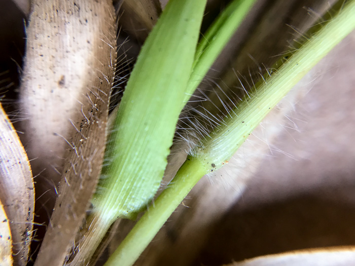 image of Dichanthelium acuminatum complex?, a Witchgrass