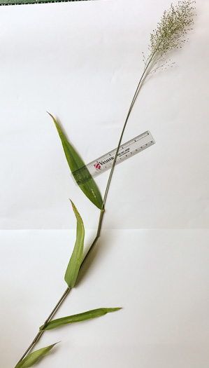 image of Dichanthelium polyanthes, Many-flowered Witchgrass, Small-fruited Witchgrass, Roundseed Witchgrass