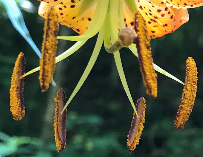 image of Lilium superbum, Turk's-cap Lily, Lily-royal, Superb Lily