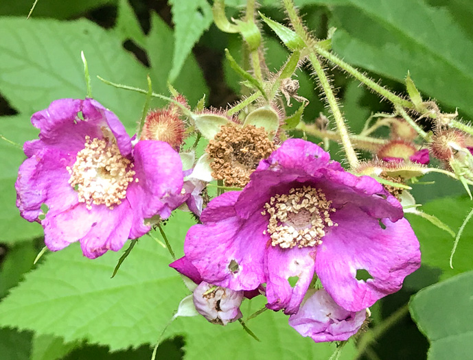 image of Rubacer odoratum, Purple Flowering-raspberry, Thimbleberry, Eastern Mapleleaf-raspberry