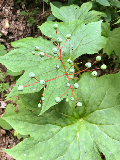 image of Diphylleia cymosa, Umbrella-leaf, Pixie-parasol