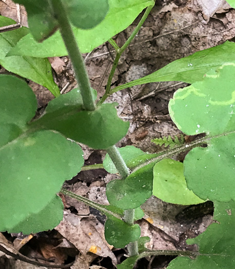 image of Symphyotrichum undulatum, Wavyleaf Aster