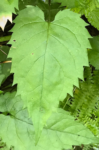 image of Eurybia divaricata, White Wood-aster, Woodland Aster, Common White Heart-leaved Aster