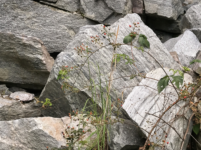 image of Rubus allegheniensis var. allegheniensis, Allegheny Blackberry