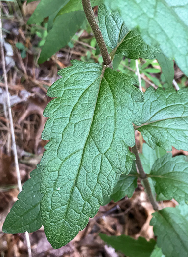 image of Eupatorium pilosum, Rough Boneset, Ragged Eupatorium