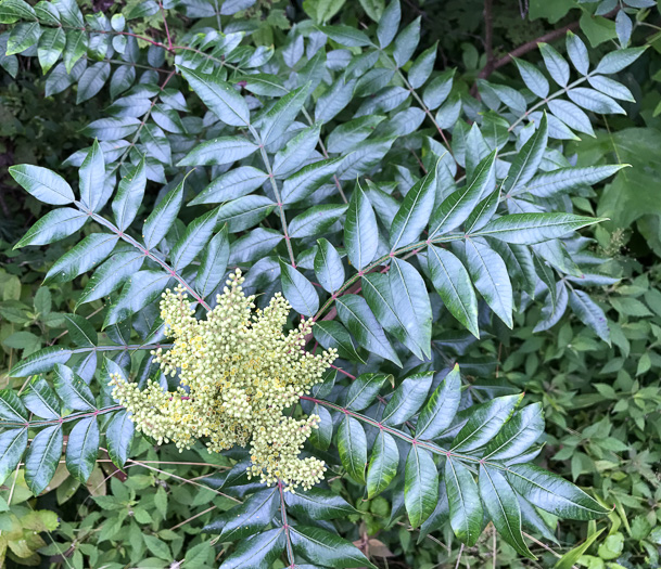 image of Rhus copallinum +, Winged Sumac, Shining Sumac, Dwarf Sumac