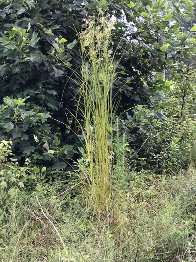 image of Scirpus expansus, Woodland Bulrush