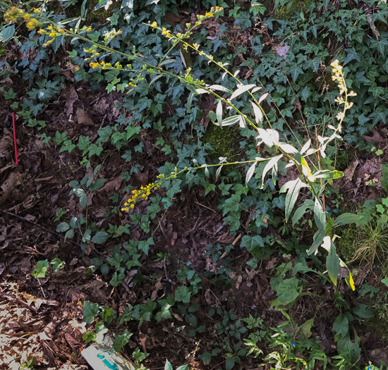 image of Solidago vaseyi, Vasey's Goldenrod, Atlantic Goldenrod