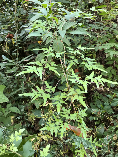 image of Lygodium japonicum, Japanese Climbing Fern