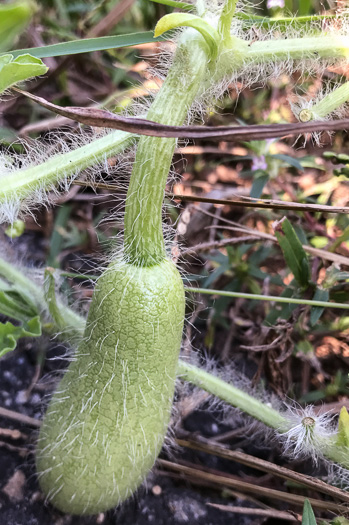 image of Citrullus lanatus, Watermelon