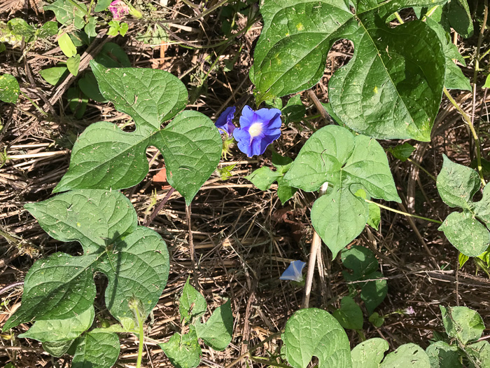 image of Ipomoea hederacea, Ivyleaf Morning Glory